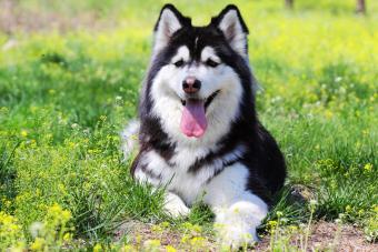 狗狗吃盐掉毛怎么补救,吃盐的狗狗