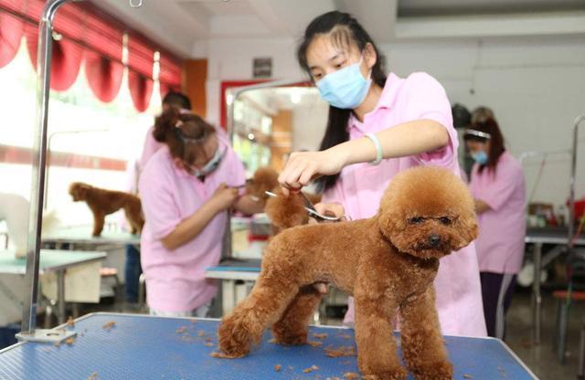 为什么会有人喜欢泰迪,为何有人喜欢泰迪