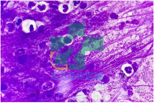 楂樼骇鍔ㄧ墿鍖荤敓,椤剁骇鍔ㄧ墿鍖荤敓