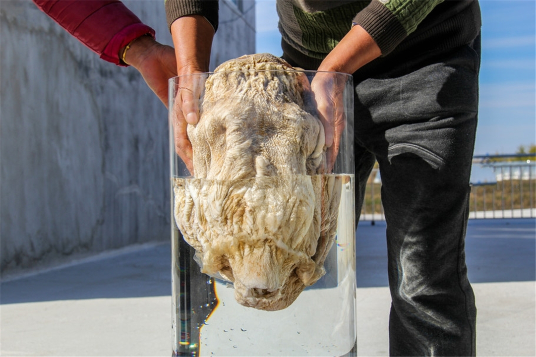 太岁的真实价值,太岁真的那么值钱嘛