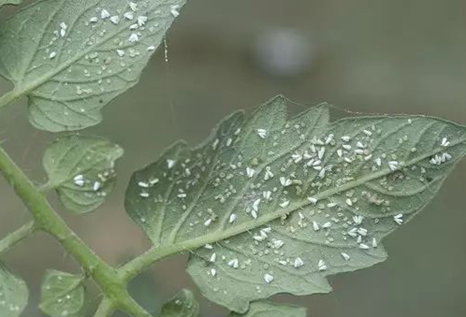 防治木虱蚜虫蓟马用什么药,蓟马粉虱虫害防治