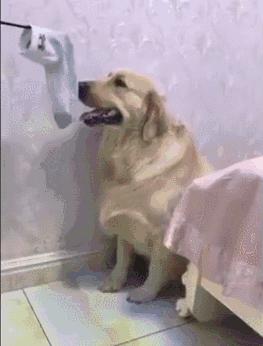 金毛不听话的惩罚,金毛犯错蹑手蹑脚说没事就变脸