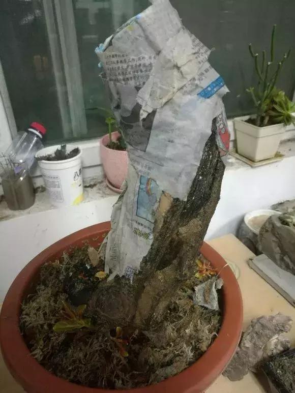 石榴树树干修剪视频,石榴树修剪枝条的方法