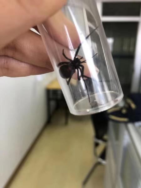中国海关发现毒蜘蛛,安检发现毒蜘蛛