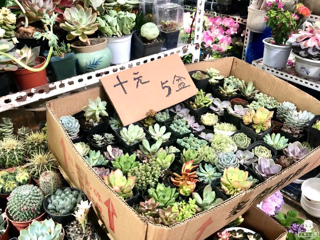 涓婃捣榛勬郸鍖轰竾鍟嗚姳楦熷競鍦鸿繕鍦ㄥ悧,涓婃捣涓囧晢鑺遍笩甯傚満鏂板潃鍦ㄤ粈涔堣矾