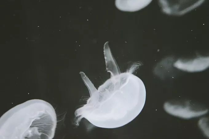 不一样的大阪三日游，瑠璃一束光，值得一来再来