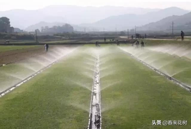 园林景观种树成活率高的方法,园林种植如何提高存活率