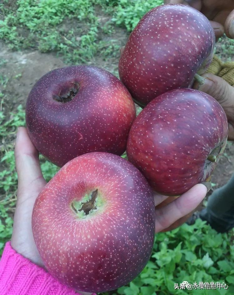 目前最有发展前途的早熟苹果品种,现在最好的富士苹果是什么品种