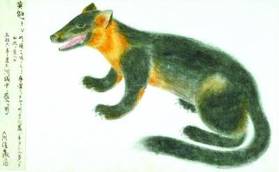 黄鼠狼为什么叫做黄大仙科学原理,老祖宗为什么说黄鼠狼不能抓