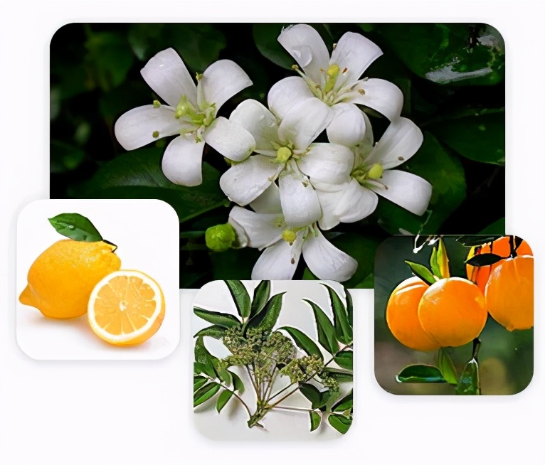 绿符LEAFOR|七里香的香到底是什么香？