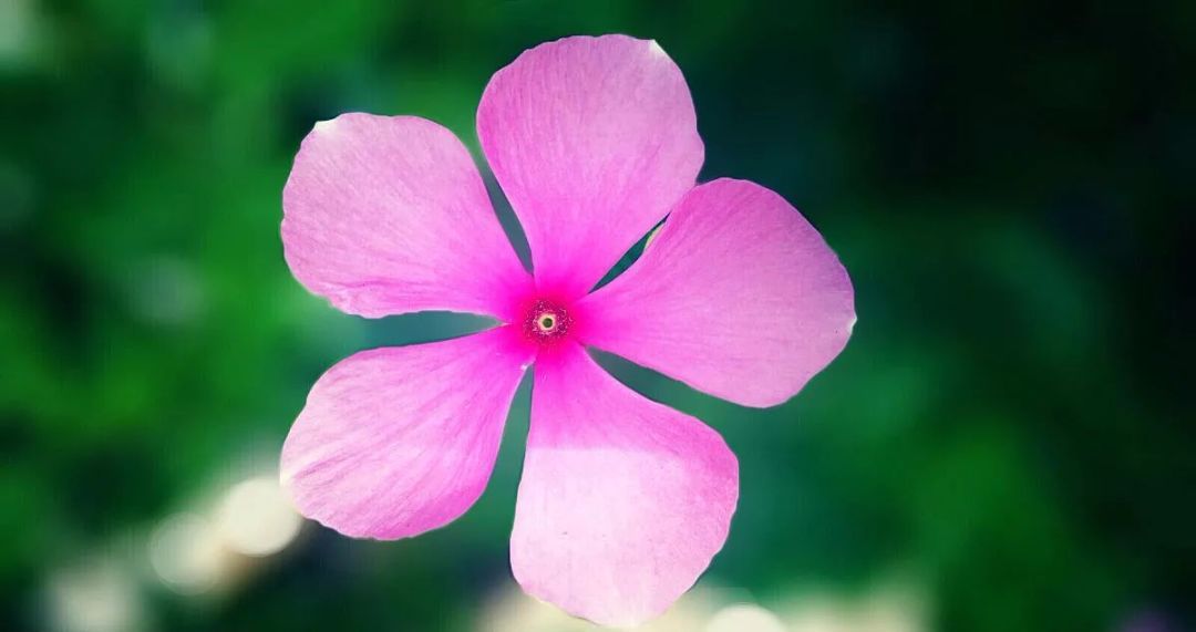 100种常见观叶植物图鉴史上最全,农村常见的100种植物