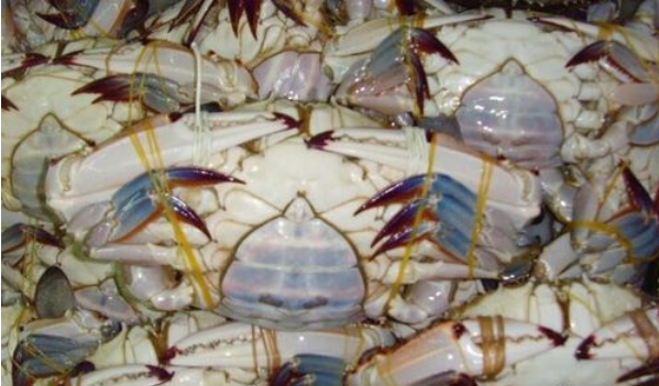 梭子蟹鲜活怎么挑,鲜活梭子蟹怎么挑