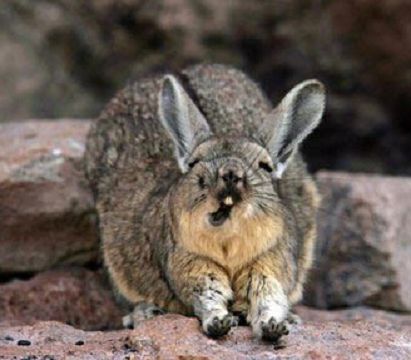 龙猫的亲人视频,龙猫的亲戚