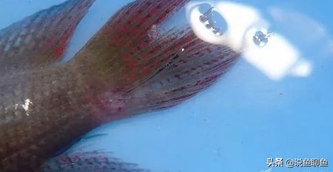 中国斗鱼生虱怎么治疗,锚头蚤寄生虫怎样治疗