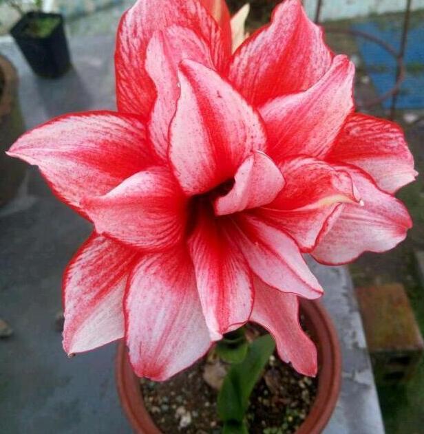 这4种花1月份就开花,3月开始5种花随便养开花多长得快