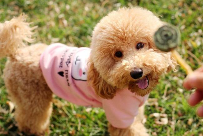 泰迪犬只吃饭怎么回事,泰迪狗不吃狗粮有什么办法