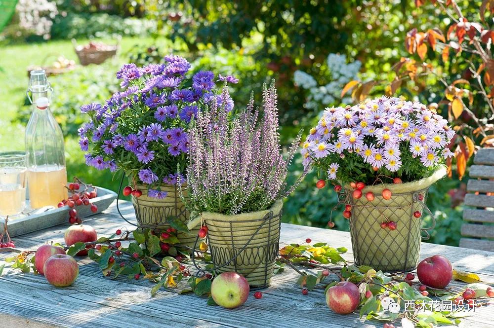 如果气温变冷需要准备什么,温度降到几度花搬到室内