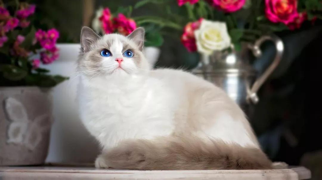 一个月生活费1万的猫咪,一只猫一个月生活费