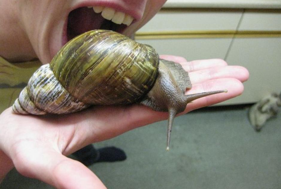 一次可产700粒卵，非洲大蜗牛能吃？摸它就可致命，它到底有多毒