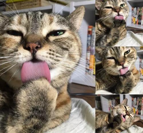 猫咪太聪明严重影响铲屎官脱单啊,猫咪所有的活力都留给了铲屎官