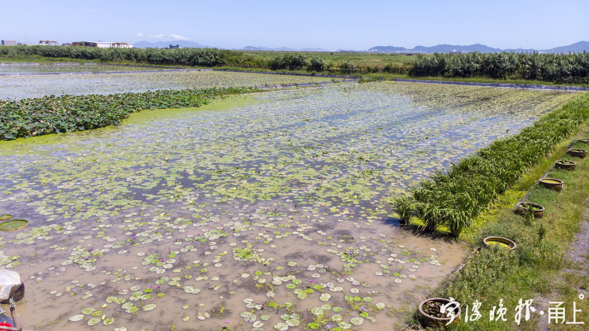 宁波北仑区哪里有薰衣草花海景区,宁波北仑梅山花海