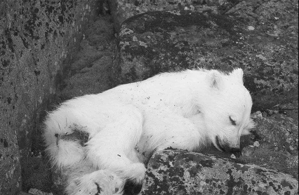 红帽子白胡子的老人,白胡子红帽子老人