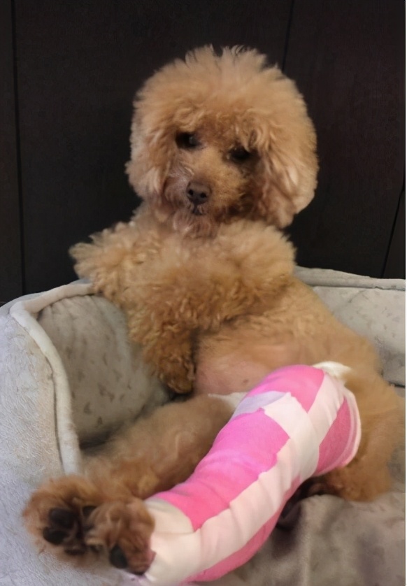 泰迪命门在哪里,泰迪的命门