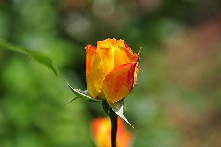 软弱会有什么后果,软弱无度的人的表现