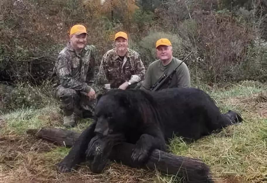 与熊同居28年后神秘死亡，这个女人传奇的一生，隐藏着惊人结局……