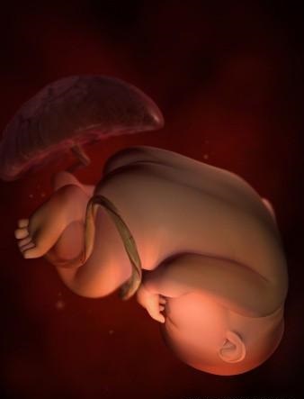 胎儿发育全过程标本,是否能看到胎儿的发育过程