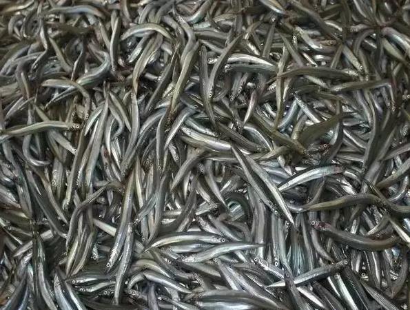 青岛西海岸30多项特产!这鱼还登上央视成了网红