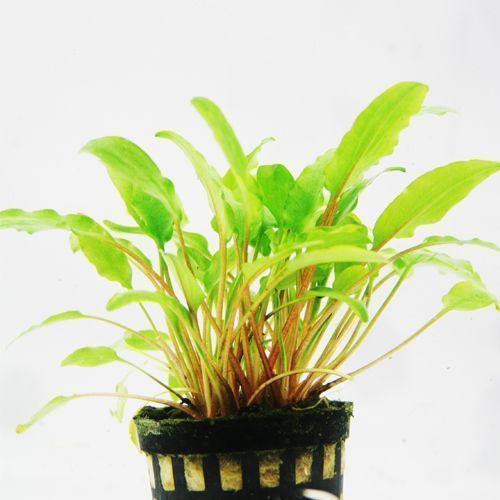 懒人水草怎么处理放入鱼缸,水草收到后怎么处理