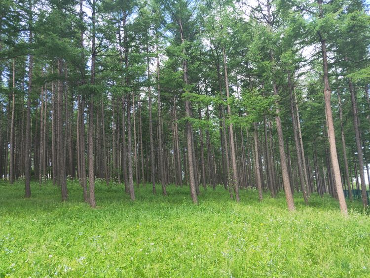 美丽的高岭塞罕坝,美丽的高岭朗诵