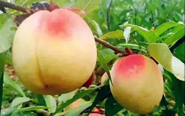 「关注」硕果压枝话丰收