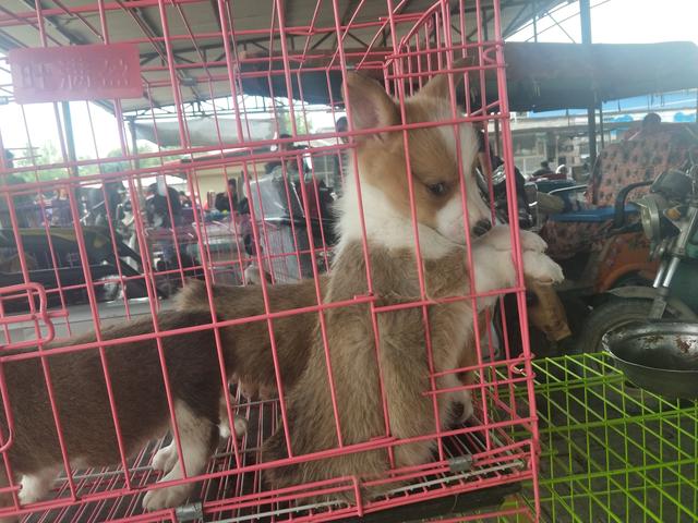 开封杨丰宠物市场最新价格信息,开封杨丰宠物市场现在开着吗