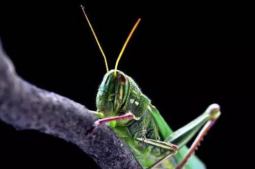 杀虫剂如何防治病虫害,金叶榆树虫害用什么杀虫剂防治好