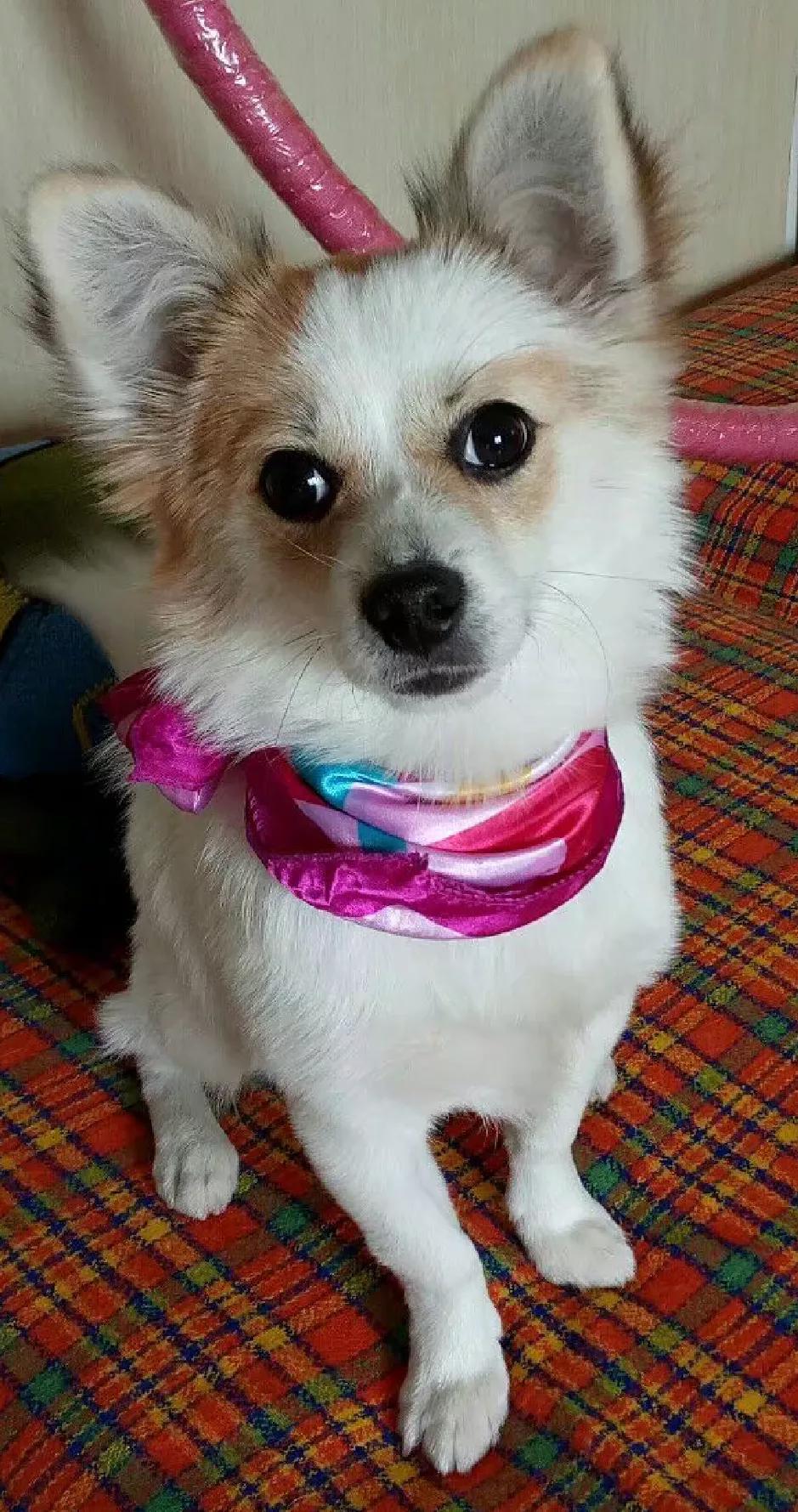 养猫和老鼠动漫,动画片猫和老鼠适合猫咪看吗