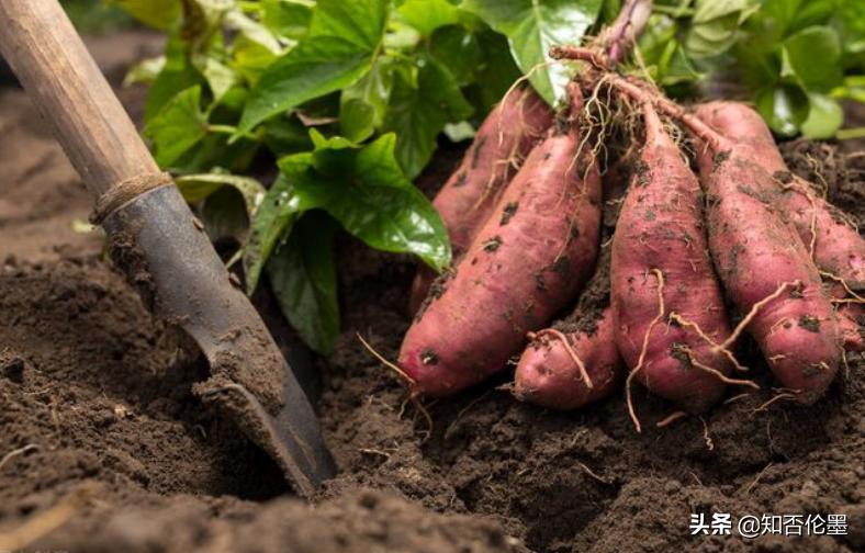 储存红薯小妙招,储存红薯最正确的方法简单