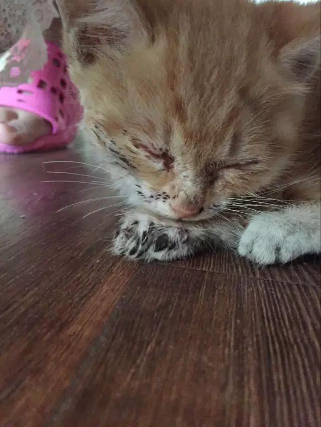 流浪猫被好心人收养结果恩将仇报,流浪猫被救下重获新生