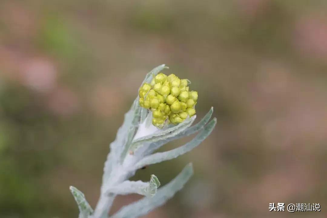 粿类的各种创新口味,潮汕各种粿的介绍