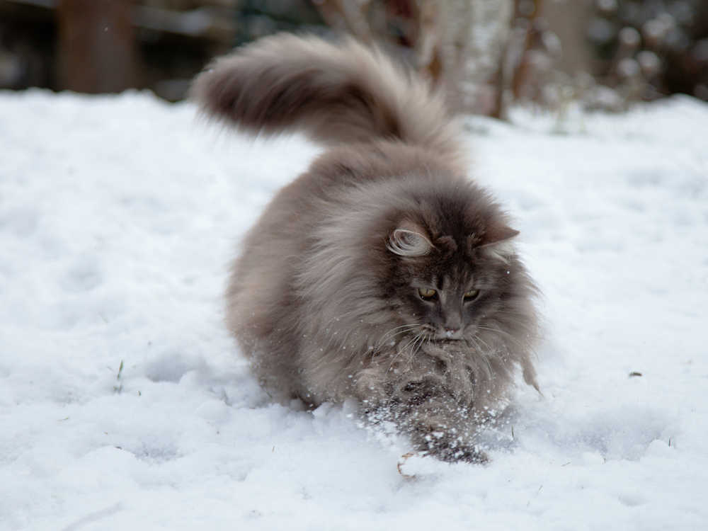 猫咪冬天到底怕不怕冷,为啥猫咪到冬天这么怕冷