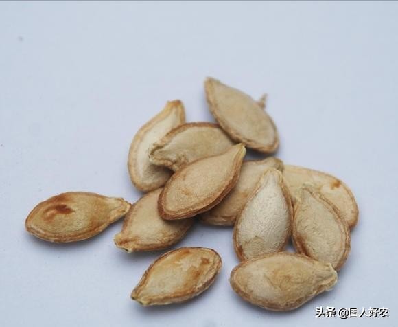 贝贝南瓜高产的秘密,金贝贝南瓜成长过程