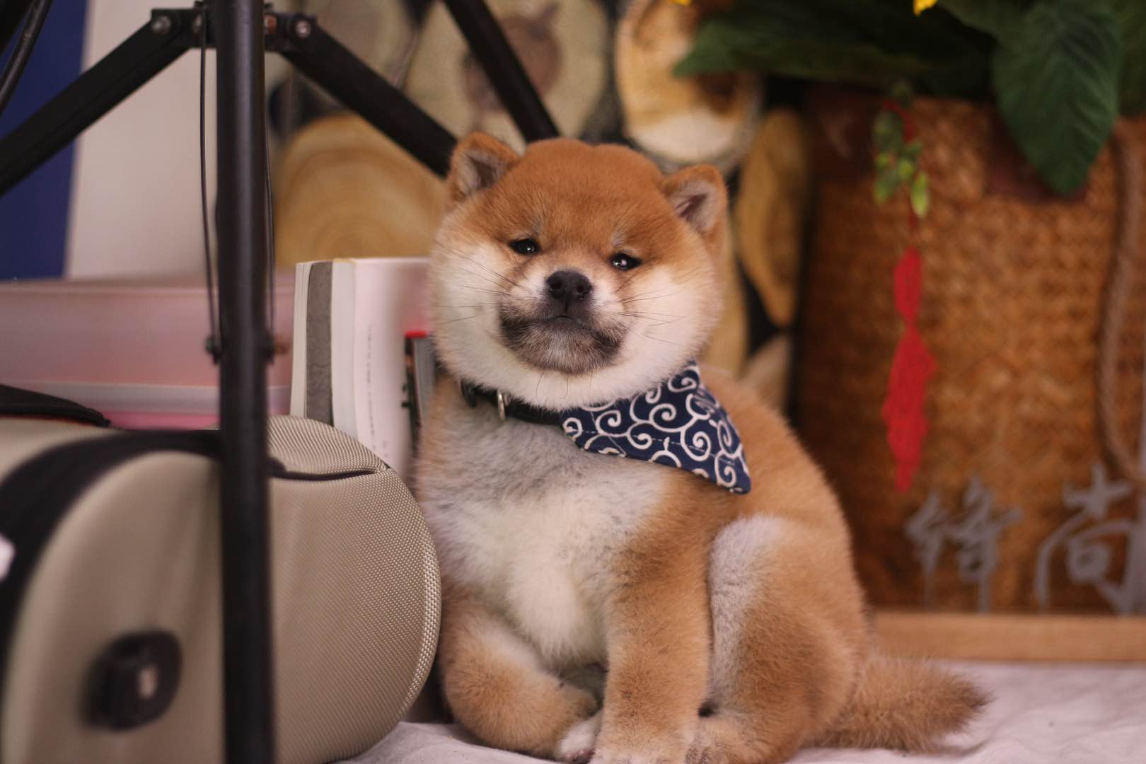 如何鉴别正宗柴犬,怎么鉴别柴犬的真假