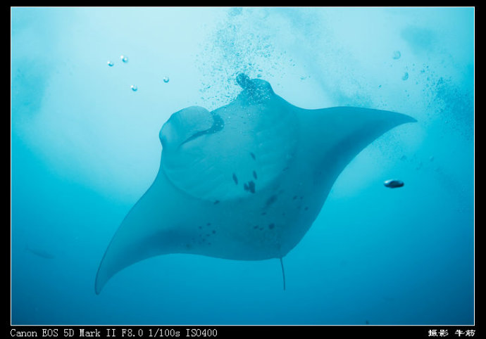 巨鲸轰炸机,鳐鱼战斗机