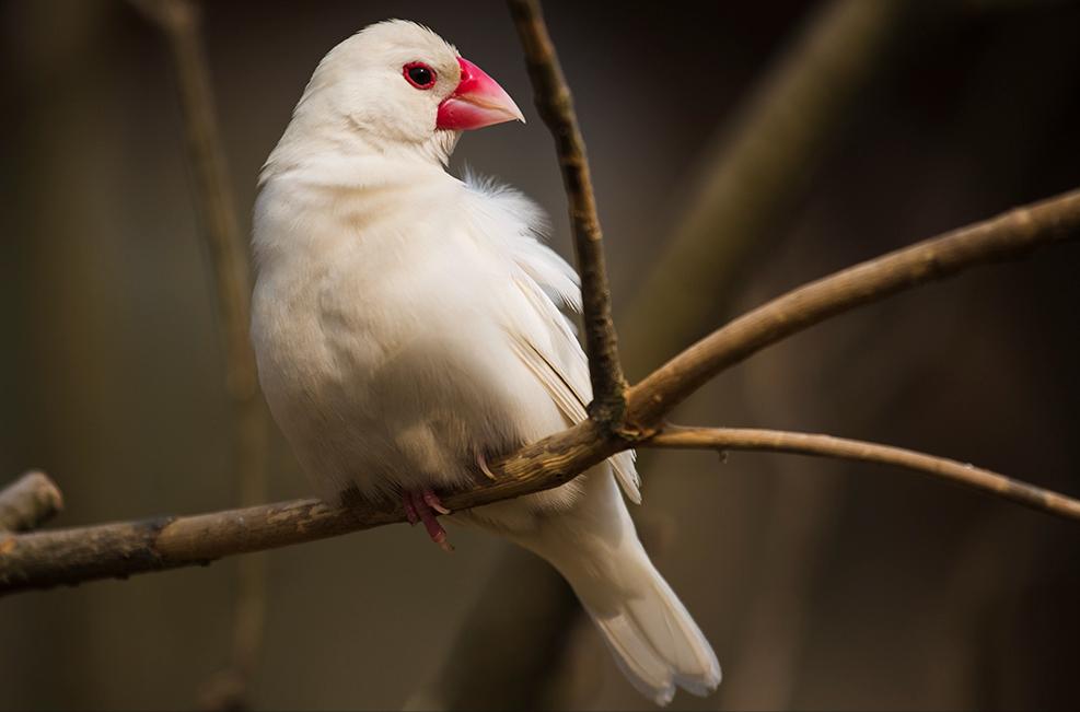 东江揽胜,惠州淡水常见鸟类图谱
