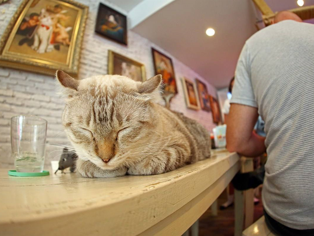 橘猫陪着主人,橘猫留学