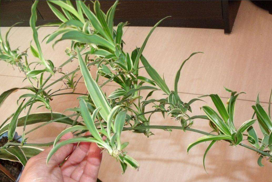 养一盆吊兰怎么才养好视频,钻石翡翠吊兰养成绿瀑布的方法