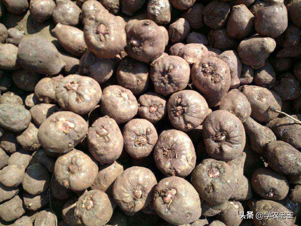 魔芋如何繁殖良种,魔芋一代种子是怎么繁殖的