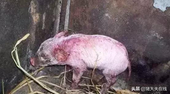 仔猪油皮病怎么防治,仔猪得了油皮病母猪喂什么药净化