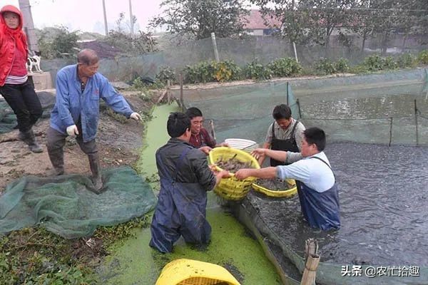 6月一斤12元，很多养殖户投入，如今价格腰斩已亏本，悔不当初